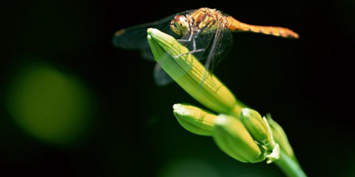 1600x1200 Close-up of dragonflies - Dragonfly wallpapers 1600x1200 NO.6 Desktop  Wallpaper - Wallcoo.net