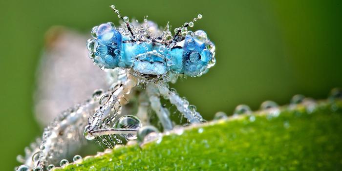 1920x1200 HD Awesome Dragonfly Wallpapers | Download Free - 740780