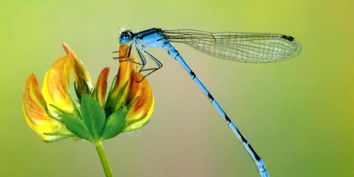 1600x1200 Dragonfly Wallpaper for Android - APK Download