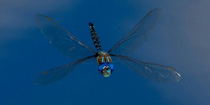 1920x1080 ✅[60+] Dragonfly - Android, iPhone, Desktop HD Backgrounds / Wallpapers  (1080p, 4k) (1920x1080) (2020)