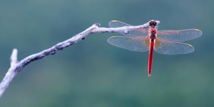 1332x850 Wallpaper macro, sprig, background, dragonfly, Wallpaper from lolita777  images for desktop, section макро - download