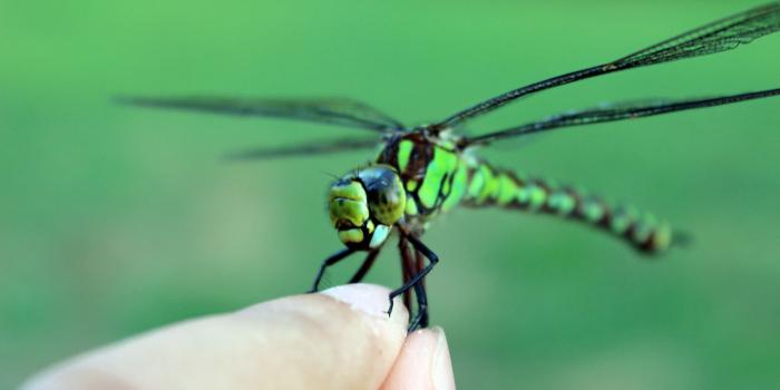 3840x2160 Dragonfly Ultra HD Desktop Background Wallpaper for 4K UHD TV : Widescreen  & UltraWide Desktop & Laptop : Multi Display, Dual Monitor : Tablet :  Smartphone