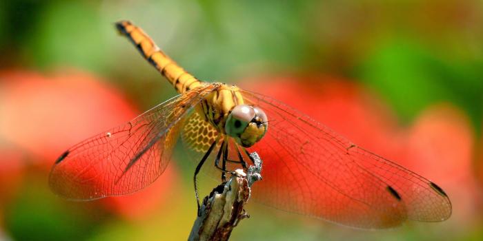 2048x1536 Dragonfly HD wallpaper download