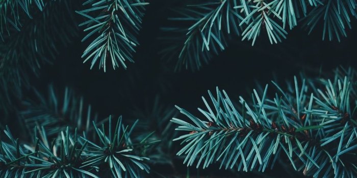 1000x1500 Christmas Wallpapers: Free HD Download [500+ HQ] | Unsplash