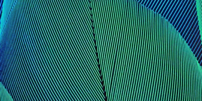 1080x1920 Wallpaper Leaves, Moto G5S Plus, Stock, HD, Abstract, #10481 | Wallpaper  for iPhone, Android, Mobile and Desktop