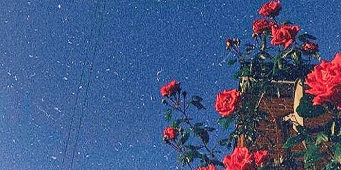 720x1280 ☆彡 pinterest | @amaranthingly | Nature iphone wallpaper, Flower iphone  wallpaper, Aesthetic iphone wallpaper