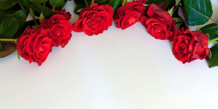 1280x853 Desktop Wallpapers Red Roses Flowers Template greeting card