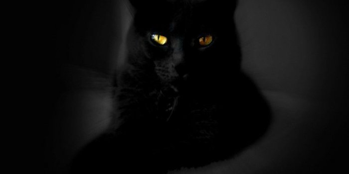 1024x768 Free download Cute Black Cat Wallpaper [1024x768] for your Desktop, Mobile  & Tablet | Explore 72+ Cute Black Wallpapers | Black Cat Wallpaper, Black  Cat Wallpapers Free, Cute Photos for Wallpaper