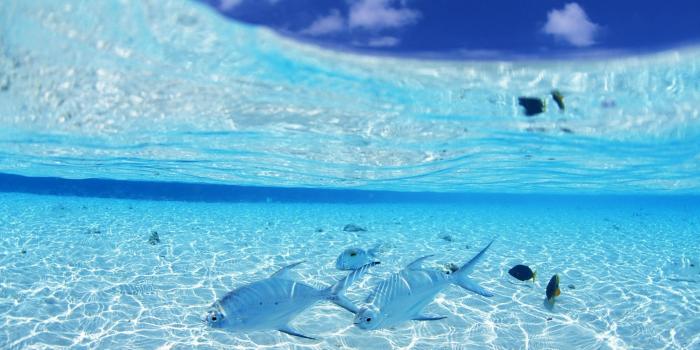 1920x1200 fish, Animals, Nature, Sea Wallpapers HD / Desktop and Mobile Backgrounds