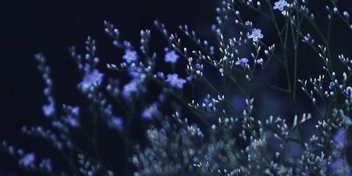 744x1392 ☆ beautiful pictures . night flowers | Nature photography, Beautiful  wallpapers, Dark wallpaper