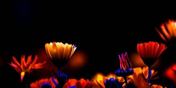 750x1334 Night Flowers | Night flowers, Beautiful nature, Wallpaper