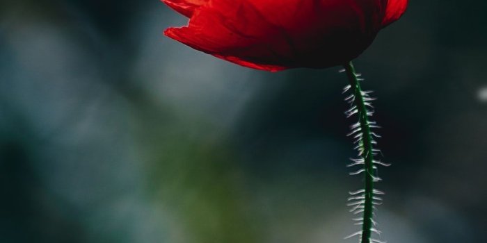 1000x1431 Night Flower Pictures | Download Free Images on Unsplash