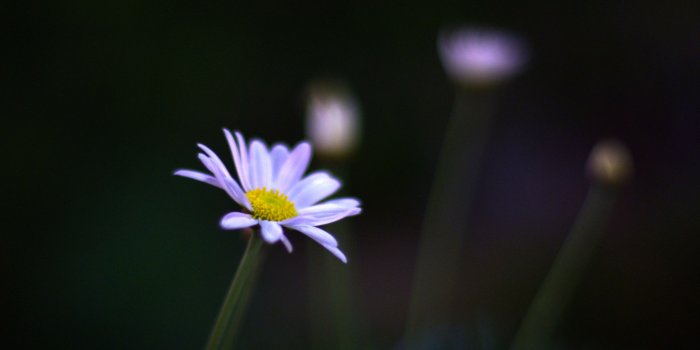 2560x2048 Flower At Night Ultra HD Desktop Background Wallpaper for 4K UHD TV :  Tablet : Smartphone