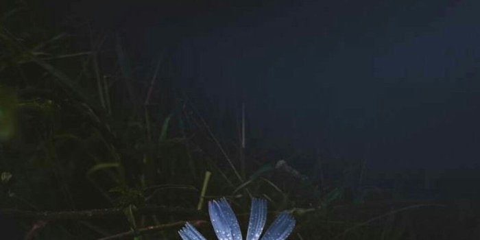 1080x1920 Flower at night | Flower wallpaper, Flower pictures, Flowers for you