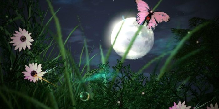 1280x800 Pin on Night flowers..