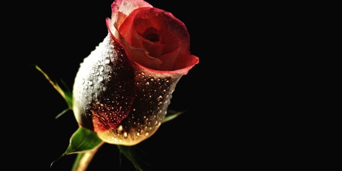 1920x1280 Night Rose Wallpapers