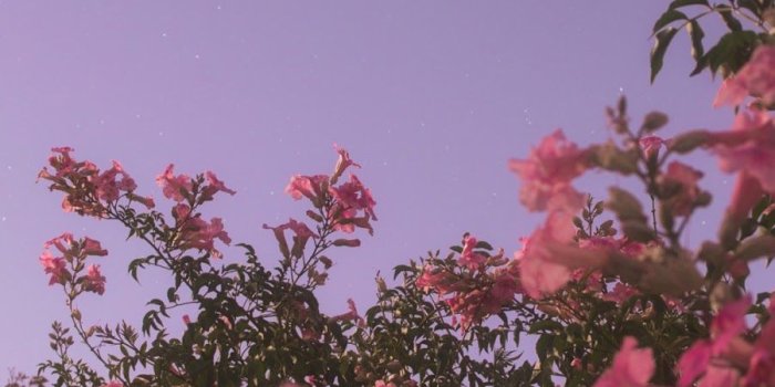 900x1600 Flower Under Night Sky - Flower Wallpaper Aesthetic (#2408108) - HD  Wallpaper & Backgrounds Download