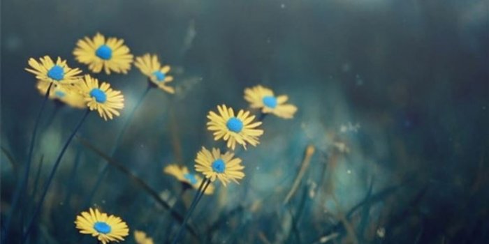 1080x1920 Night Dark Little Daisy Flower Lawn Grassland Bokeh iPhone 8 Wallpapers  Free Download
