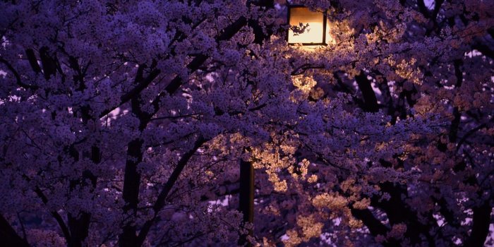 1332x850 Sakura Night Wallpapers