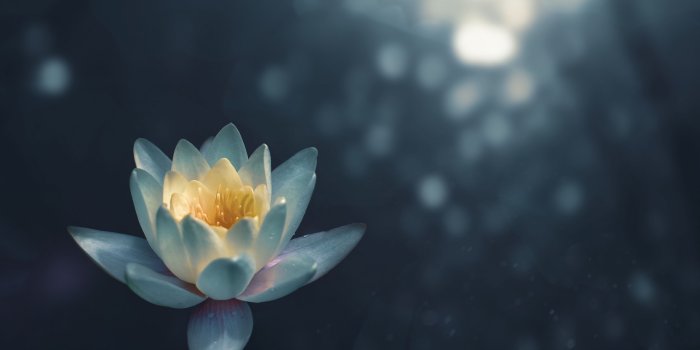 4096x3072 Download White Water Lily Flower Night UltraHD Wallpaper - Wallpapers  Printed