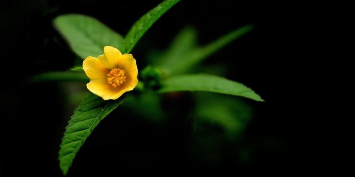 1920x1200 Wallpapers, nature, night, flower, yellow, desctopwalls, desktop, images  (#89063)
