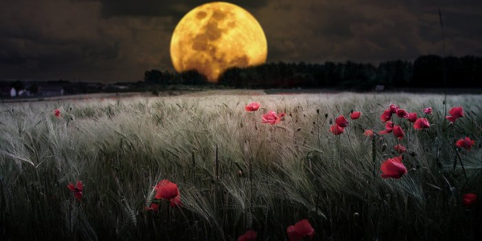 2560x1600 Landscapes dark night flowers Moon fields bokeh meadows wallpaper |  2560x1600 | 965044 | WallpaperUP