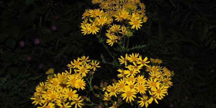 1024x768 Yellow Flowers At Night - Flowers And Plants Wallpaper