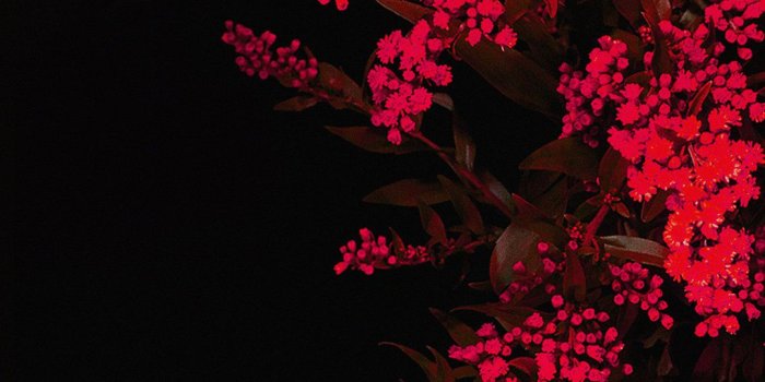 1080x1920 Red Flowers at Night | iPhone Wallpapers