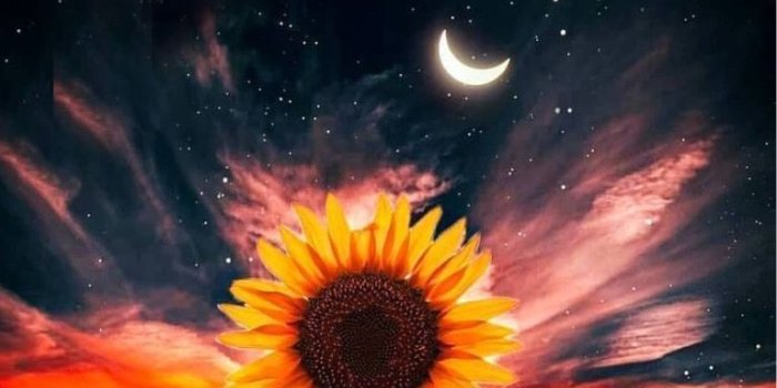768x1357 Night wallpaper - nature #beautifulflowerswallpapers night, nature,  sunflower, wallpaper, in 2020 | Wallpaper nature flowers, Beautiful nature  wallpaper, Nature wallpaper