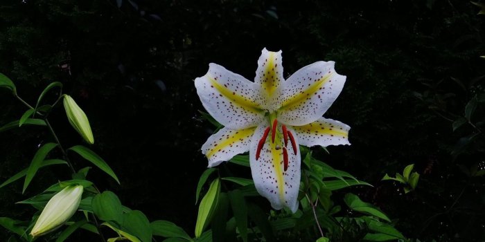 1600x900 Lily Flower Night View Wallpaper - Wallpaper Stream