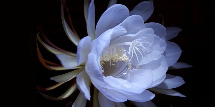 1600x1200 Queen of the Night Wallpaper and Background Image | 1600x1200 | ID:244956 -  Wallpaper Abyss