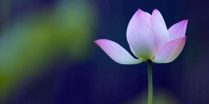 1920x1200 Good Night Flower Wallpapers Free Good Night Wallpaper - New Wallpaper Good  Night Hd - 1920x1200 Wallpaper - teahub.io