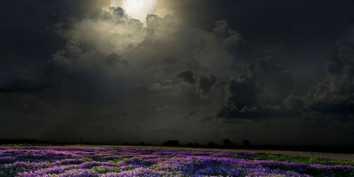 1920x1080 1920x1080 lavender, flowers, night, the moon, field desktop wallpaper 8519