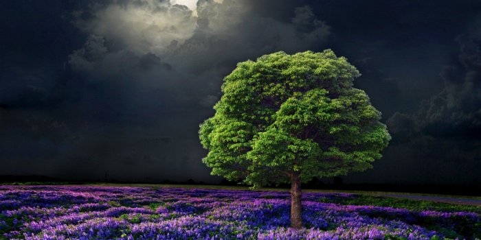 1920x1200 Lilac Flowers Tree Moon Night wallpapers | Lilac Flowers Tree Moon Night  stock photos