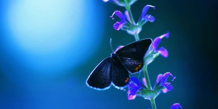 1920x1200 Night Butterfly Wallpapers