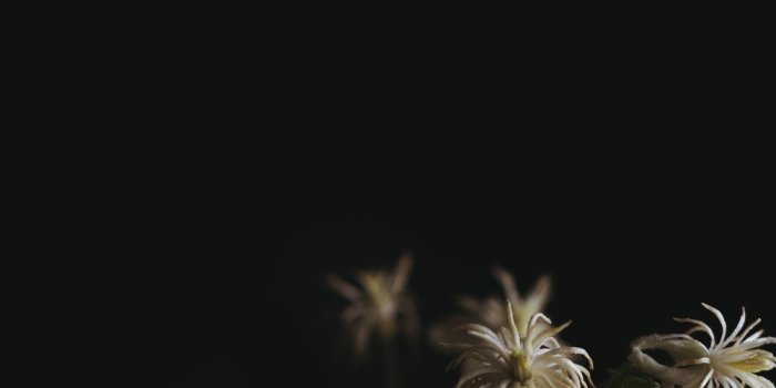 1000x1425 Night Flower Pictures | Download Free Images on Unsplash