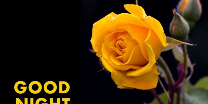 1280x780 Lovely Good Night Flower Images Hd | Top Collection of different types of  flowers in the images Hd