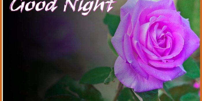 1630x1058 Good Night Flower Images posted by Michelle Tremblay