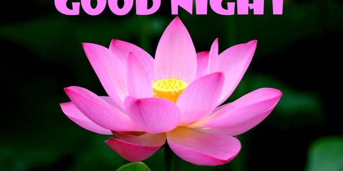 1600x1000 Good Night Flower Wallpaper Hd - Good Night Lotus Flowers (#107453) - HD  Wallpaper & Backgrounds Download