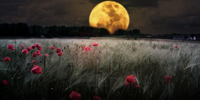 1920x1080 Field flowers night moon poppies wheat - Free wallpapers