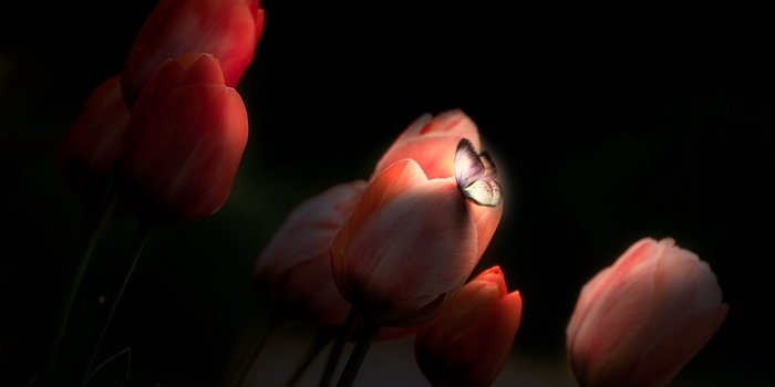 1440x900 Download wallpaper 1440x900 tulips, butterfly, glow, flowers, night  widescreen 16:10 hd background