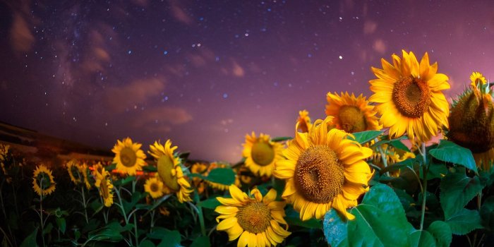 2000x1229 Flower Night Sky Starry Sky Summer Sunflower Yellow Flower Wallpaper -  Resolution:2000x1229 - ID:1037893 - wallha.com