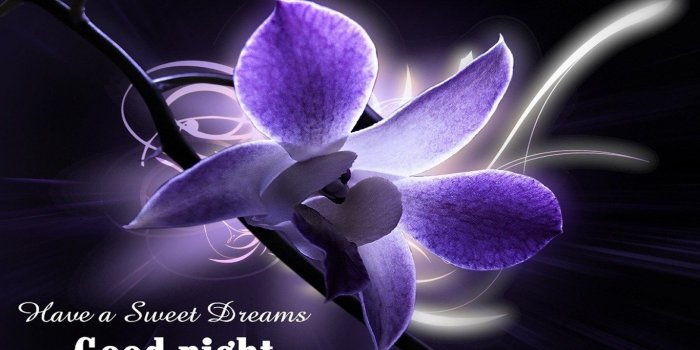 1366x768 Free Download Of Good Night Flower Wallpapers Newwallpapershits.com Desktop  Background
