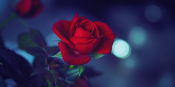 1680x1050 Flower Red Rose Night | Beautiful flowers wallpapers, Flower iphone  wallpaper, Rose flower wallpaper