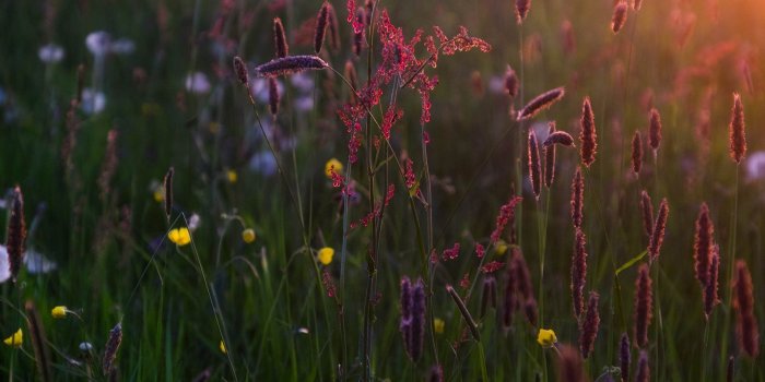 2048x1152 Amazing Wild Flowers Night Light Images Hd Views Download