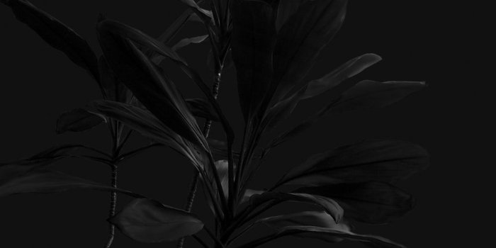 1000x1250 Night Flower Pictures | Download Free Images on Unsplash