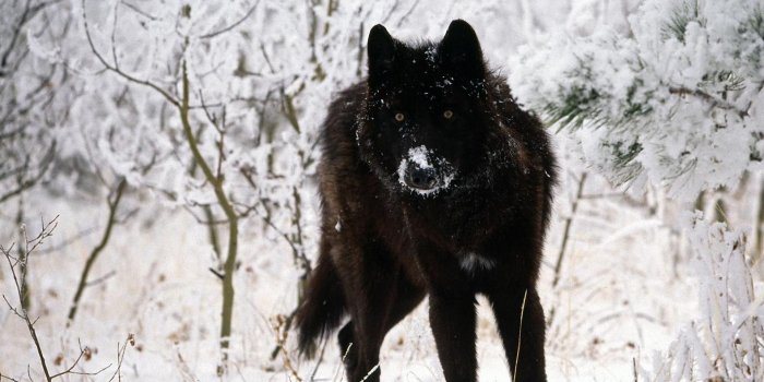 1920x1200 Black Wolf Wallpapers