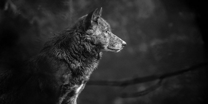 1879x1056 Black Wolf Wallpapers 4K #Black #Wolf #Wallpapers #4K | Wolf wallpaper,  Grey wolf, Wolf pictures