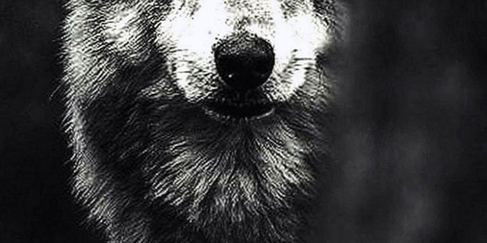719x1346 Free Black Wolf HD iPhone Wallpapers - Wolf-Wallpapers.Pro
