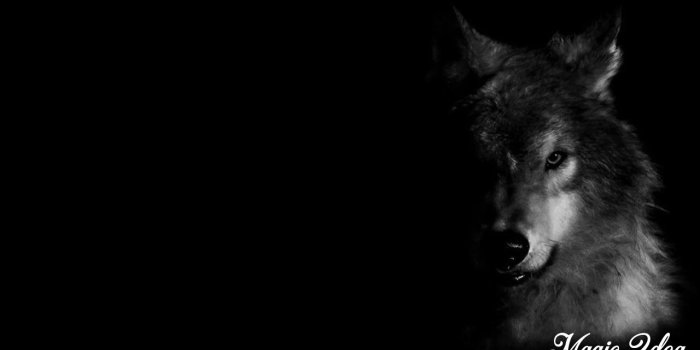 1280x720 Black Wolf Wallpaper for Android - APK Download